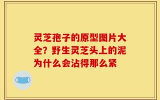灵芝孢子的原型图片大全？野生灵芝头上的泥为什么会沾得那么紧