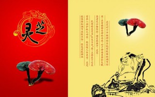 灵芝孢子粉的功效真的可以延年益寿吗？