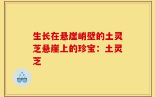生长在悬崖峭壁的土灵芝悬崖上的珍宝：土灵芝