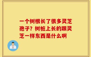 一个树根长了很多灵芝孢子？树桩上长的跟灵芝一样东西是什么啊