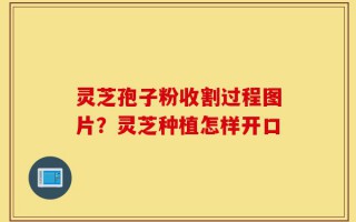 灵芝孢子粉收割过程图片？灵芝种植怎样开口
