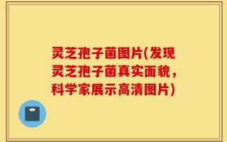 灵芝孢子菌图片(发现灵芝孢子菌真实面貌，科学家展示高清图片)