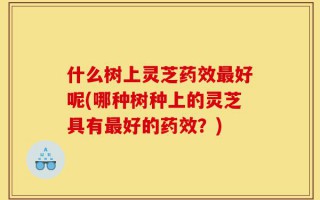 什么树上灵芝药效最好呢(哪种树种上的灵芝具有最好的药效？)