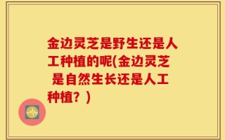 金边灵芝是野生还是人工种植的呢(金边灵芝 是自然生长还是人工种植？)