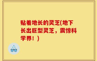 贴着地长的灵芝(地下长出巨型灵芝，震惊科学界！)