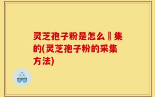 灵芝孢子粉是怎么釆集的(灵芝孢子粉的采集方法)