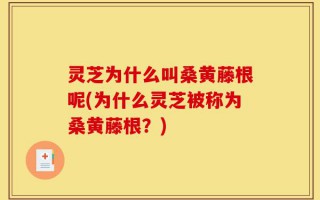 灵芝为什么叫桑黄藤根呢(为什么灵芝被称为桑黄藤根？)
