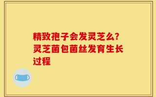精致孢子会发灵芝么？灵芝菌包菌丝发育生长过程