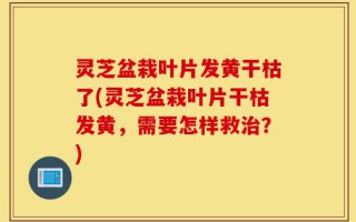 灵芝盆栽叶片发黄干枯了(灵芝盆栽叶片干枯发黄，需要怎样救治？)
