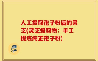 人工提取孢子粉后的灵芝(灵芝提取物：手工提炼纯正孢子粉)