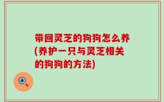 带回灵芝的狗狗怎么养(养护一只与灵芝相关的狗狗的方法)