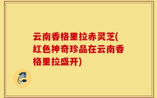 云南香格里拉赤灵芝(红色神奇珍品在云南香格里拉盛开)