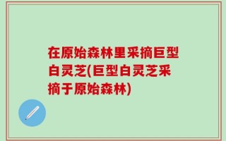 在原始森林里采摘巨型白灵芝(巨型白灵芝采摘于原始森林)