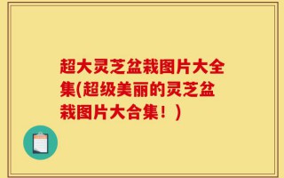 超大灵芝盆栽图片大全集(超级美丽的灵芝盆栽图片大合集！)