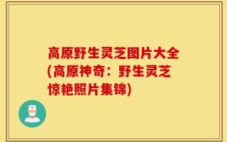 高原野生灵芝图片大全(高原神奇：野生灵芝惊艳照片集锦)