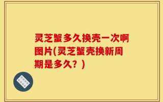 灵芝蟹多久换壳一次啊图片(灵芝蟹壳换新周期是多久？)