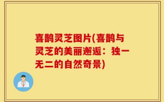 喜鹊灵芝图片(喜鹊与灵芝的美丽邂逅：独一无二的自然奇景)