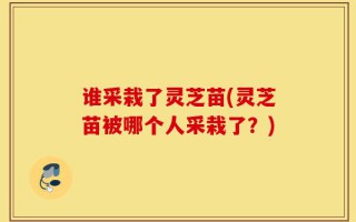 谁采栽了灵芝苗(灵芝苗被哪个人采栽了？)