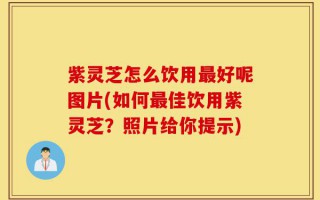 紫灵芝怎么饮用最好呢图片(如何最佳饮用紫灵芝？照片给你提示)