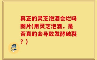 真正的灵芝泡酒会烂吗图片(用灵芝泡酒，是否真的会导致发酵破裂？)
