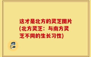 这才是北方的灵芝图片(北方灵芝：与南方灵芝不同的生长习性)