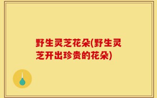 野生灵芝花朵(野生灵芝开出珍贵的花朵)