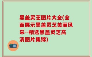 黑盖灵芝图片大全(全面展示黑盖灵芝美丽风采--精选黑盖灵芝高清图片集锦)