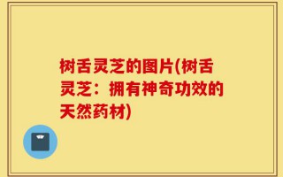树舌灵芝的图片(树舌灵芝：拥有神奇功效的天然药材)