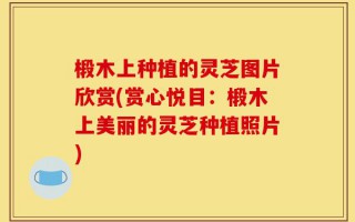 椴木上种植的灵芝图片欣赏(赏心悦目：椴木上美丽的灵芝种植照片)