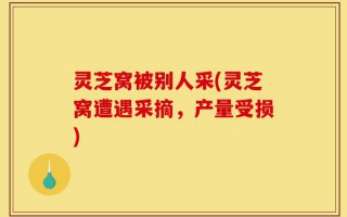 灵芝窝被别人采(灵芝窝遭遇采摘，产量受损)