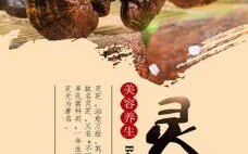 服用灵芝孢子粉的禁忌都有哪些？