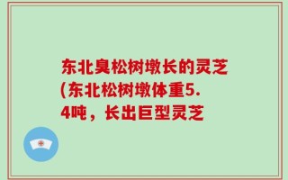 东北臭松树墩长的灵芝(东北松树墩体重5.4吨，长出巨型灵芝