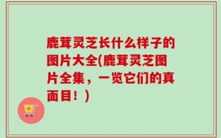 鹿茸灵芝长什么样子的图片大全(鹿茸灵芝图片全集，一览它们的真面目！)