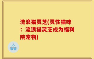 流浪猫灵芝(灵性猫咪：流浪猫灵芝成为福利院宠物)
