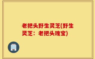 老把头野生灵芝(野生灵芝：老把头瑰宝)