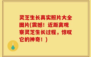 灵芝生长真实照片大全图片(震撼！近距离观察灵芝生长过程，惊叹它的神奇！)