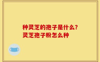 种灵芝的孢子是什么？灵芝孢子粉怎么种