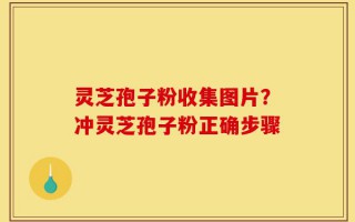 灵芝孢子粉收集图片？冲灵芝孢子粉正确步骤