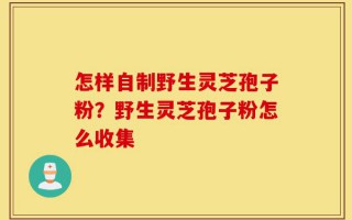 怎样自制野生灵芝孢子粉？野生灵芝孢子粉怎么收集