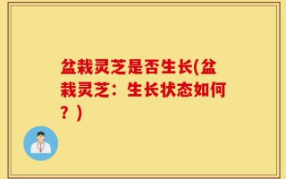 盆栽灵芝是否生长(盆栽灵芝：生长状态如何？)
