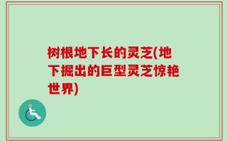 树根地下长的灵芝(地下掘出的巨型灵芝惊艳世界)