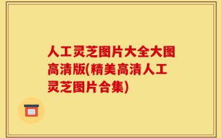 人工灵芝图片大全大图高清版(精美高清人工灵芝图片合集)