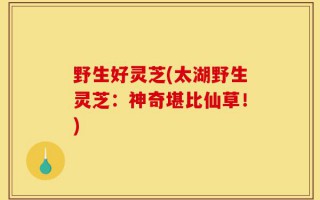 野生好灵芝(太湖野生灵芝：神奇堪比仙草！)