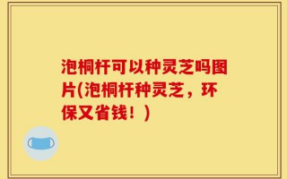 泡桐杆可以种灵芝吗图片(泡桐杆种灵芝，环保又省钱！)