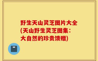 野生天山灵芝图片大全(天山野生灵芝图集：大自然的珍贵馈赠)