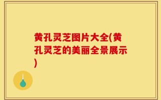 黄孔灵芝图片大全(黄孔灵芝的美丽全景展示)
