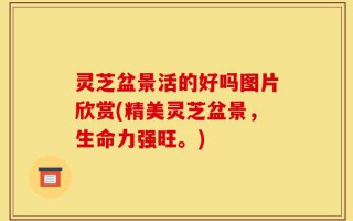 灵芝盆景活的好吗图片欣赏(精美灵芝盆景，生命力强旺。)