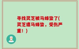 寻找灵芝被马蜂蛰了(灵芝遭马蜂蛰，受伤严重！)
