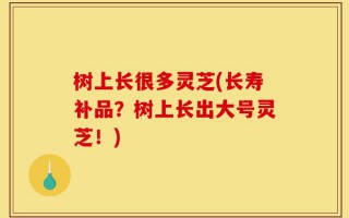树上长很多灵芝(长寿补品？树上长出大号灵芝！)