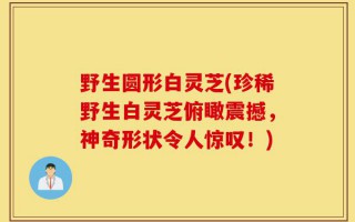 野生圆形白灵芝(珍稀野生白灵芝俯瞰震撼，神奇形状令人惊叹！)